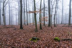 Nebel im Laubwald