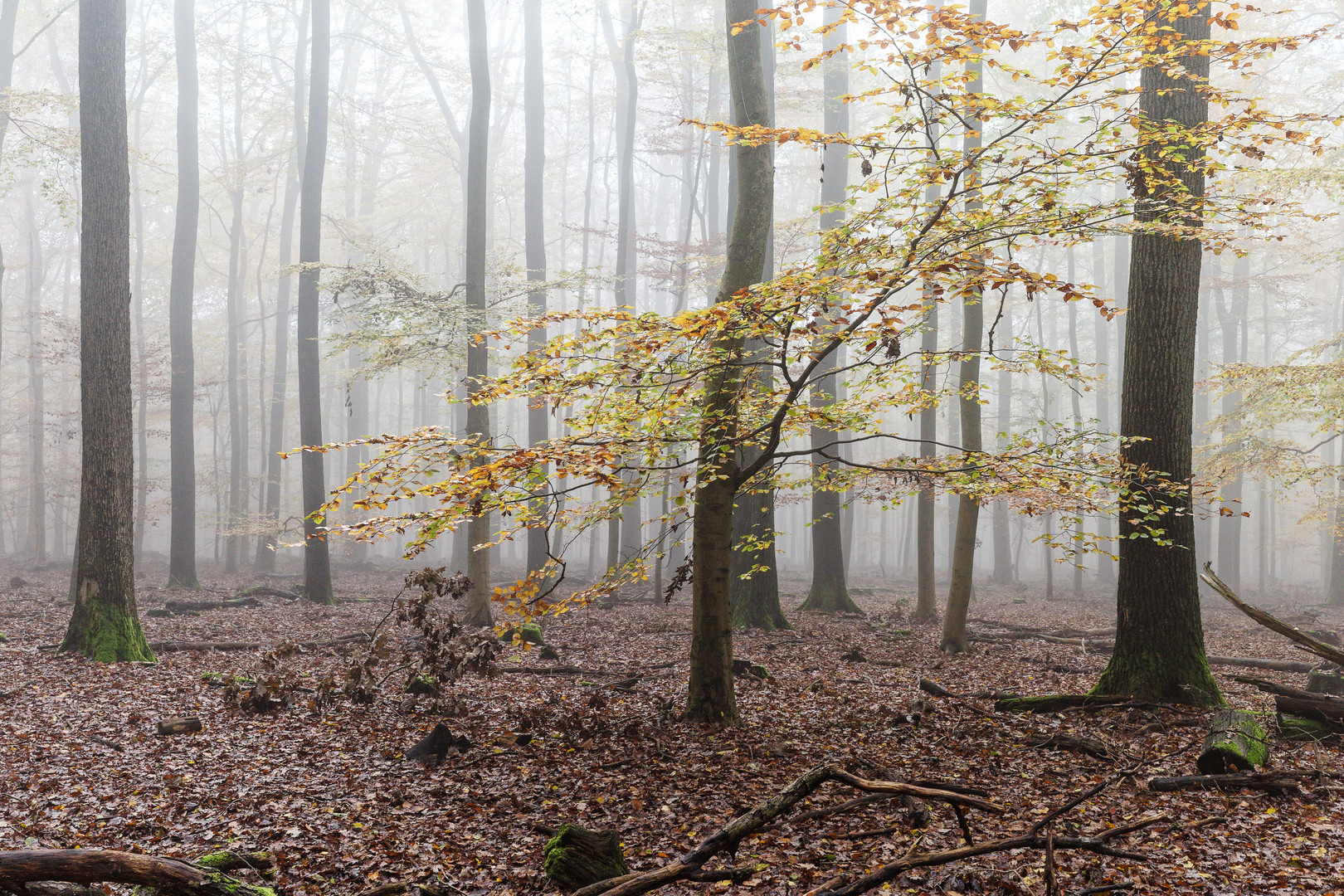 Nebel im Laubwald