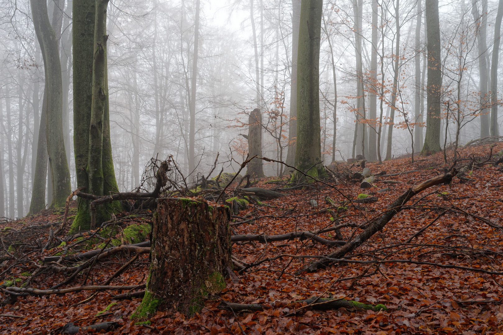 Nebel im Laubwald