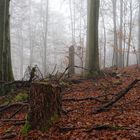 Nebel im Laubwald