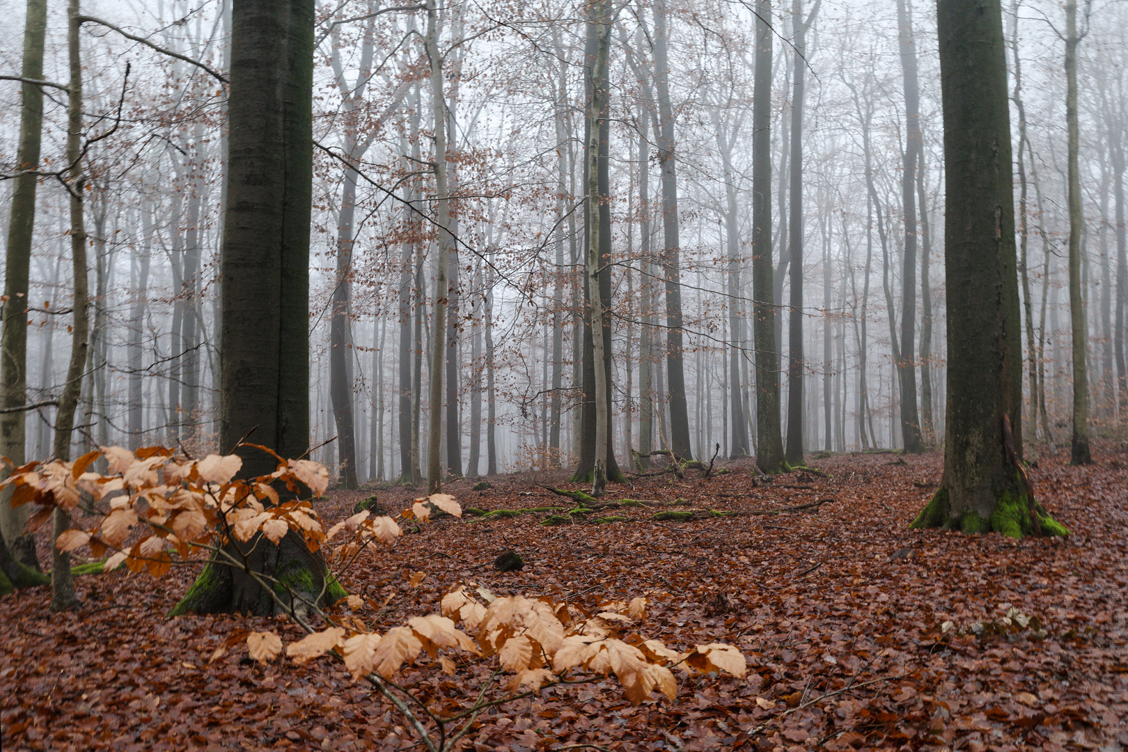 Nebel im Laubwald