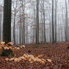 Nebel im Laubwald
