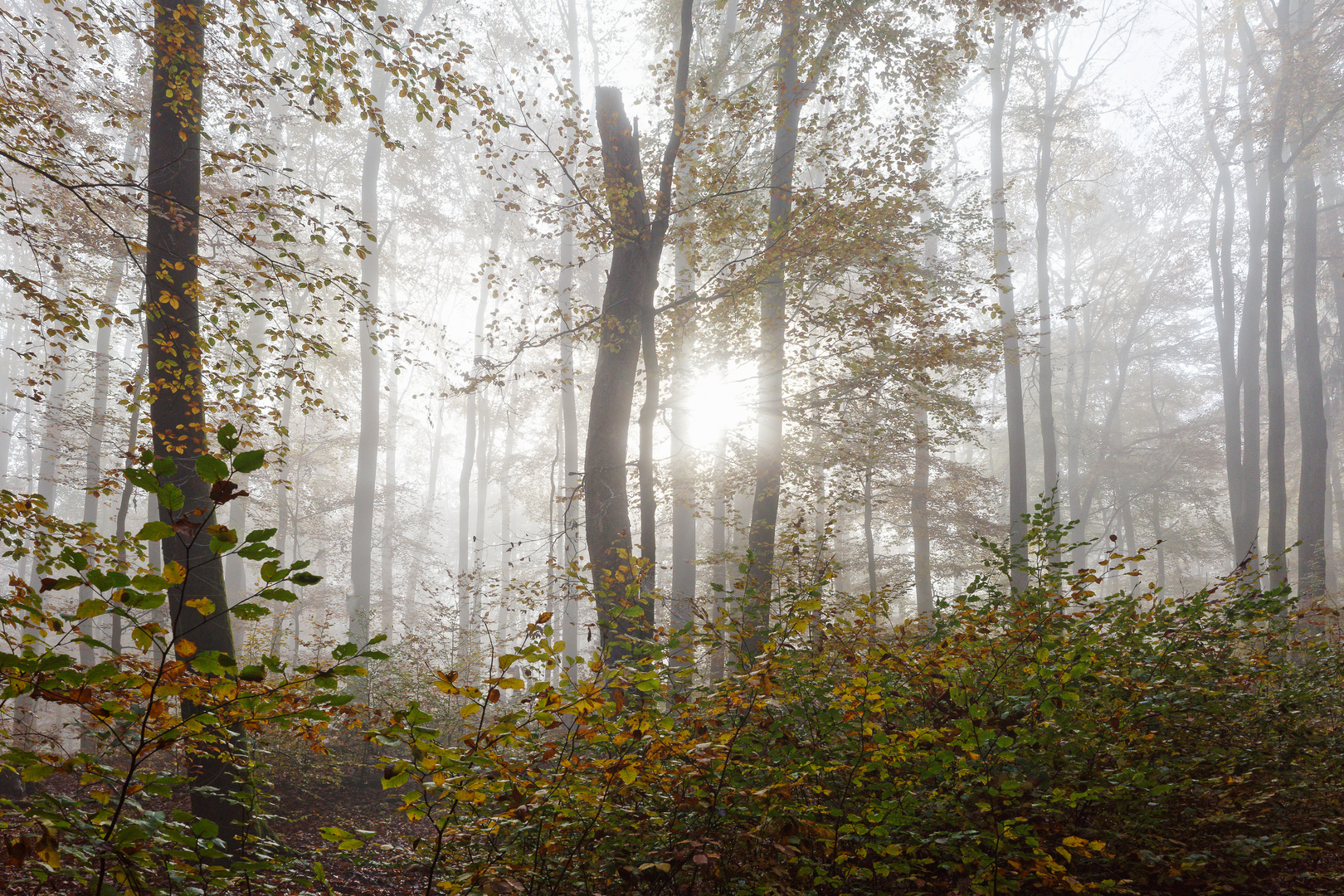 Nebel im Laubwald