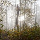 Nebel im Laubwald