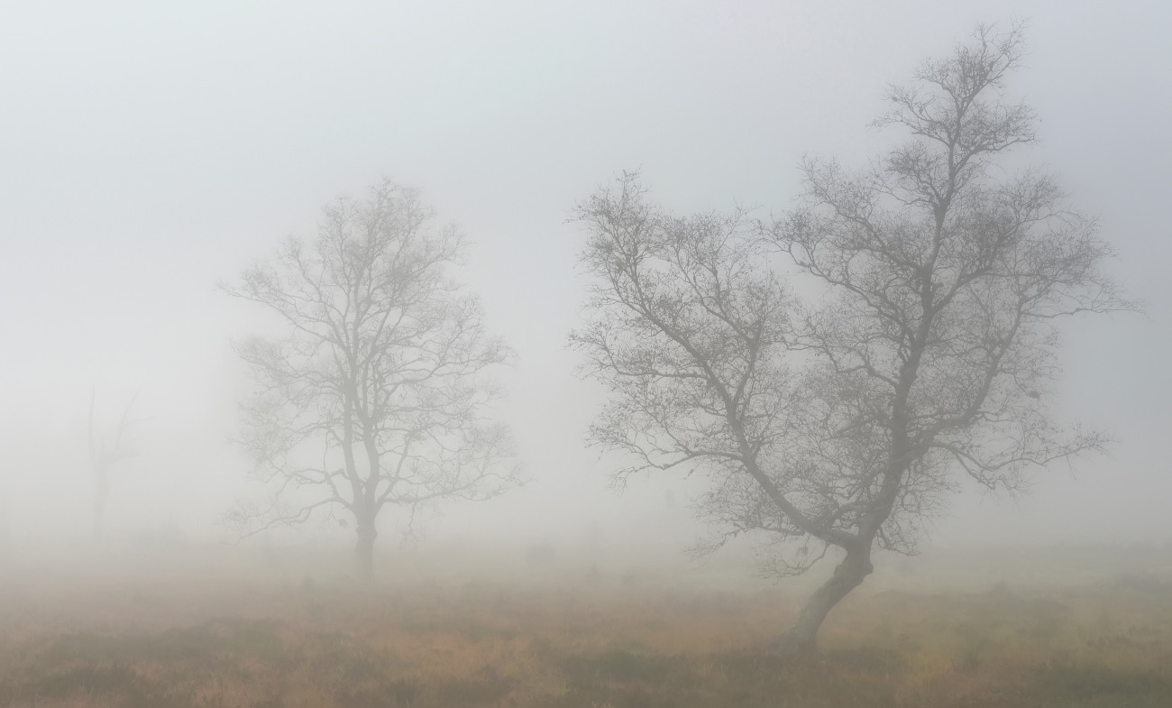 Nebel im Lipperland