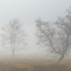 Nebel im Lipperland