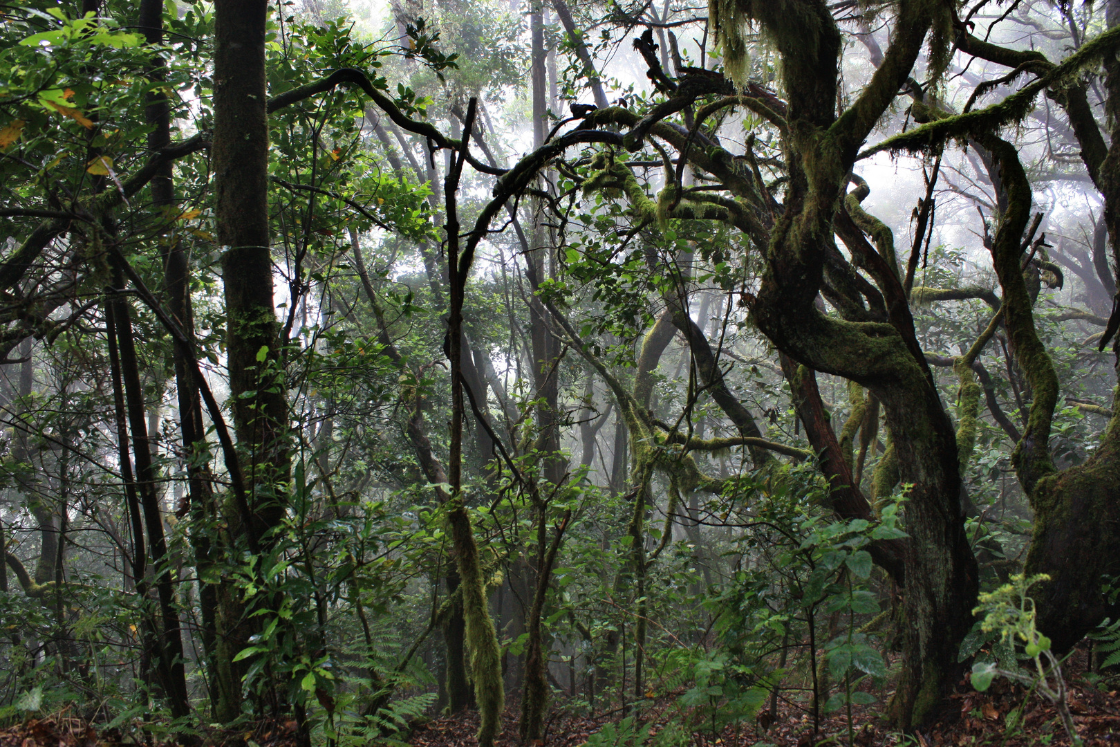 Nebel im Lorbeerwald