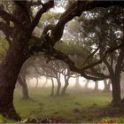 Nebel im Lorbeerwald