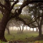 Nebel im Lorbeerwald