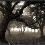 Nebel im Lorbeerwald...