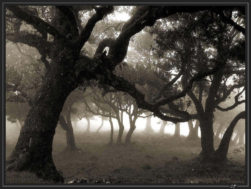 Nebel im Lorbeerwald...