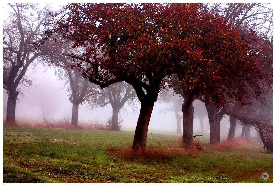 Nebel im Märchenwald