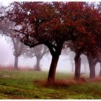 Nebel im Märchenwald