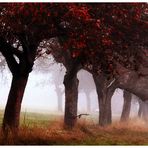 Nebel im Märchenwald II