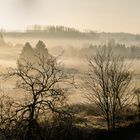 Nebel im März