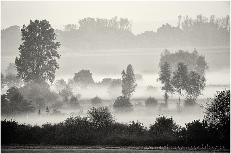 Nebel im Meerbruch am Steinhuder Meer bei Winzlar