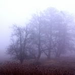 Nebel im Mönchbruch