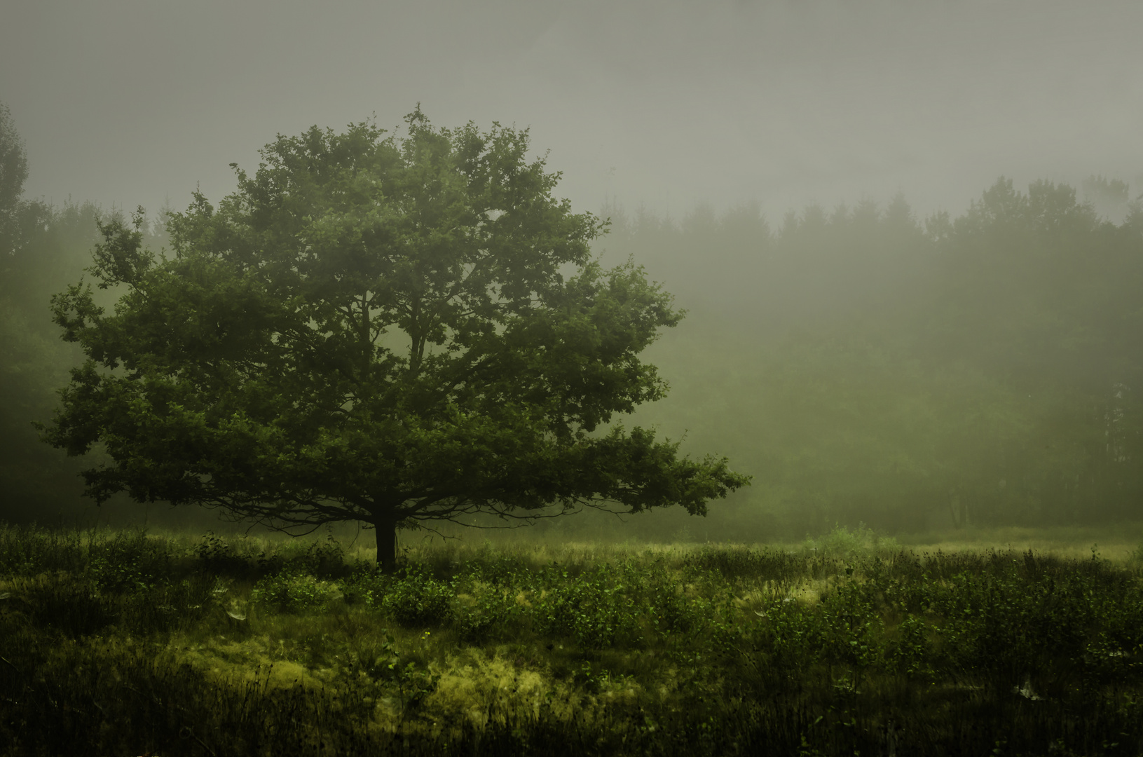 Nebel im Moor