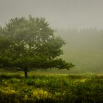 Nebel im Moor