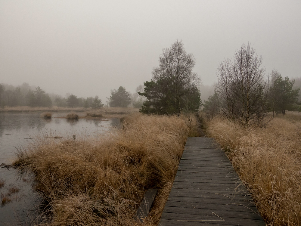 Nebel im Moor