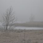 Nebel im Moor/ 1