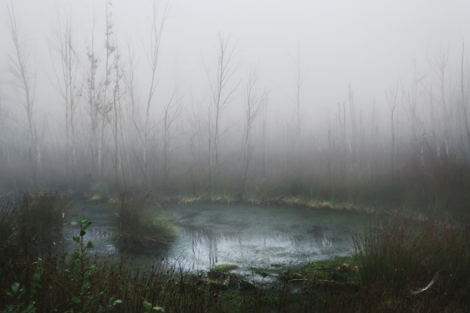 Nebel im Moor 1