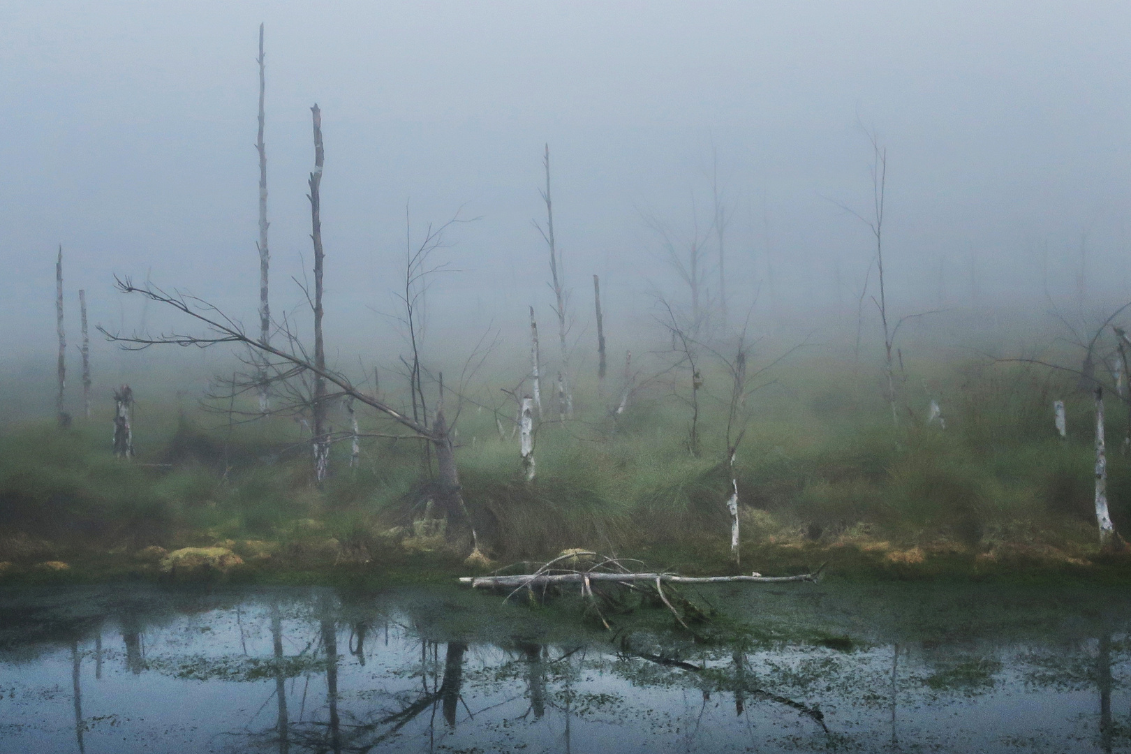 Nebel im Moor 2