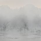 Nebel im Moor (2)
