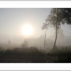 Nebel im Moor 2