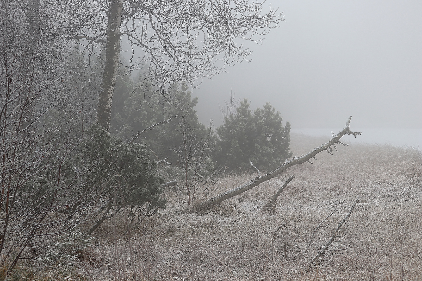 Nebel im Moor/ 2