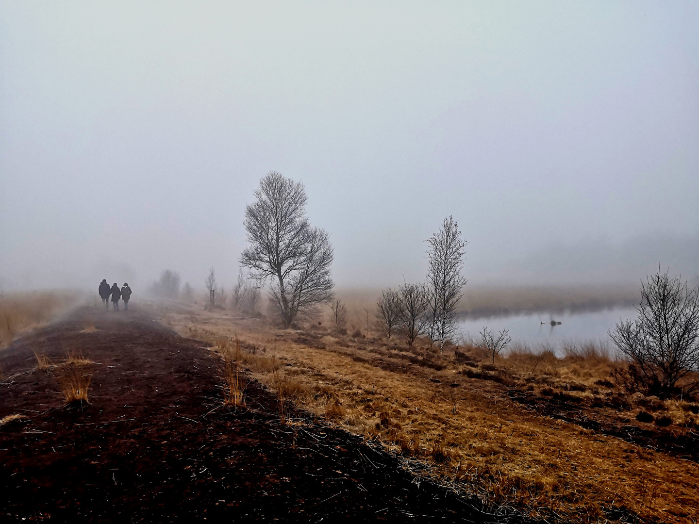 Nebel im Moor