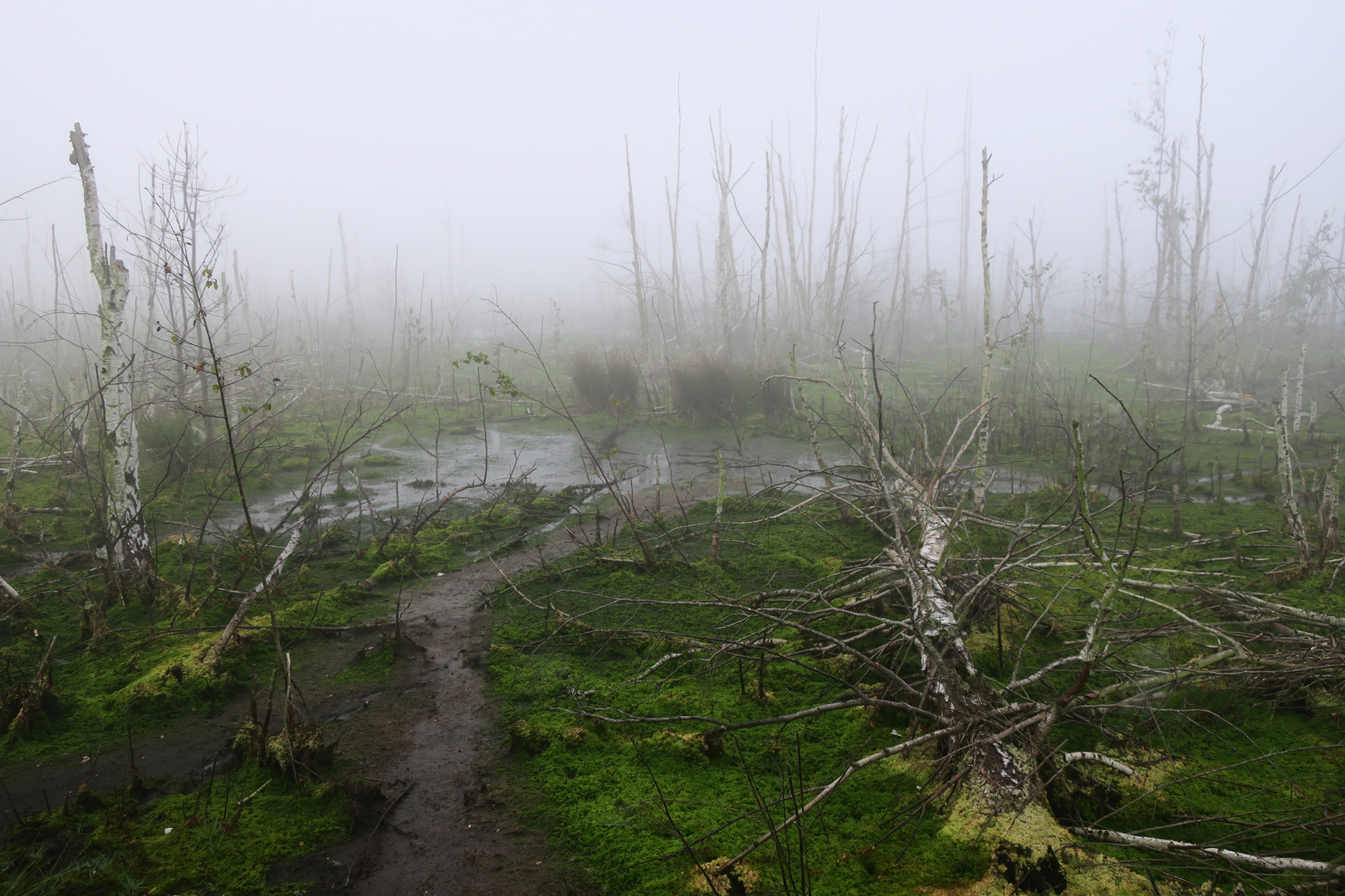 Nebel im Moor 3