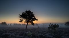 Nebel im Moor 