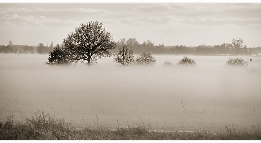 Nebel im Moor...