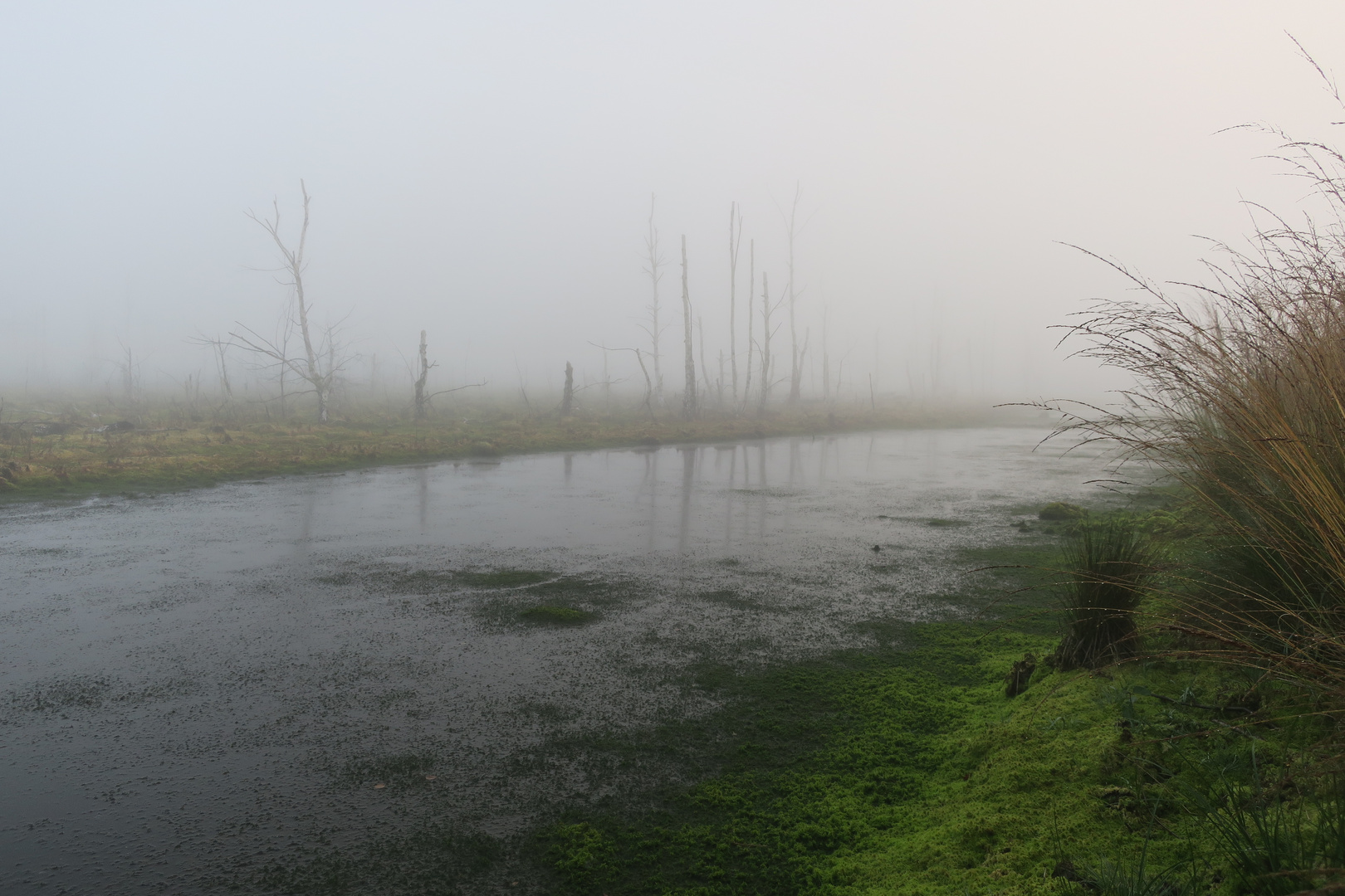 Nebel im Moor 4