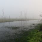 Nebel im Moor 4