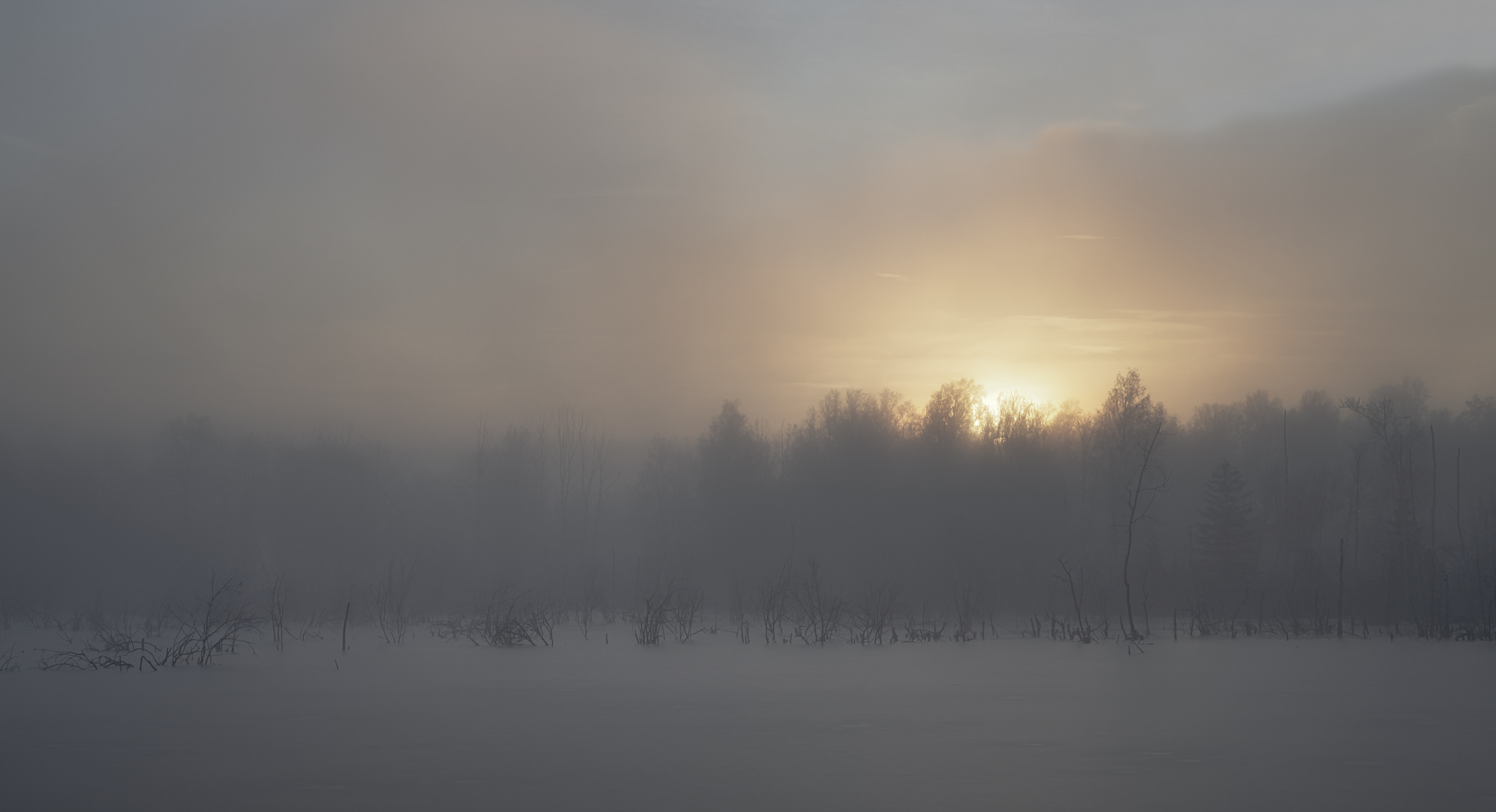 Nebel im Moor (5)