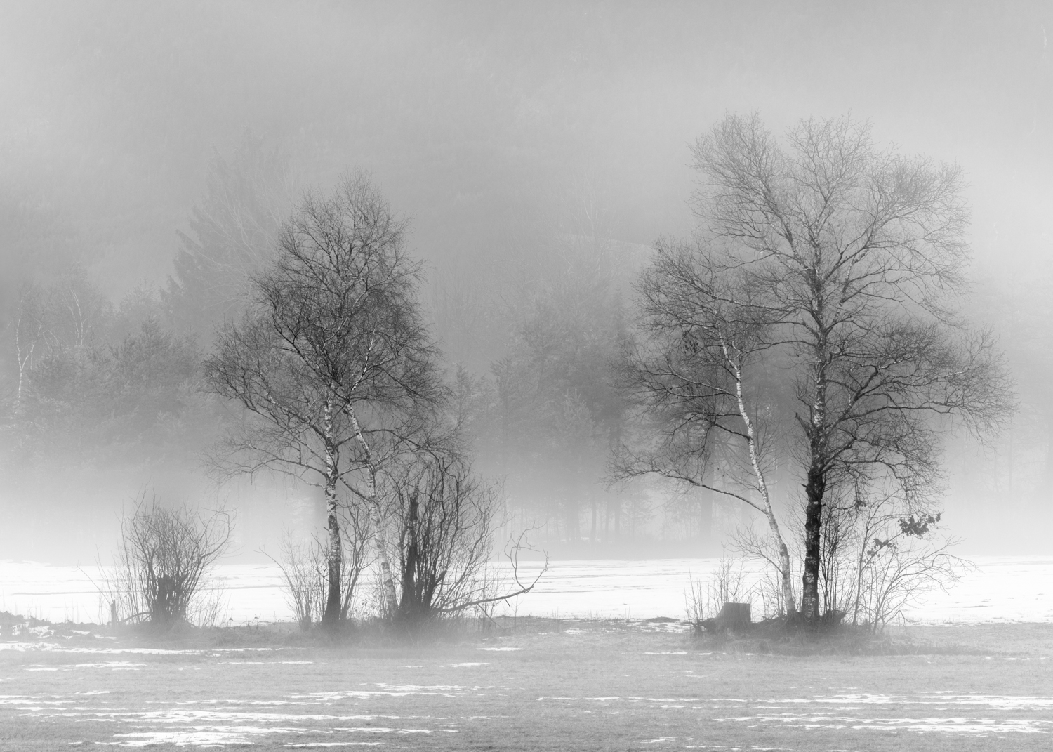 Nebel im Moor