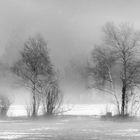 Nebel im Moor