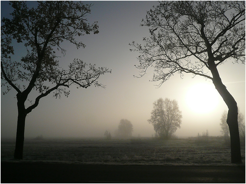 Nebel im Moor