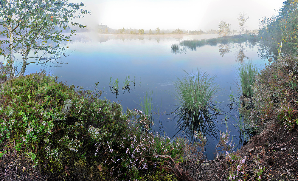 nebel im moor