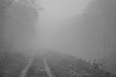 Nebel im Moor