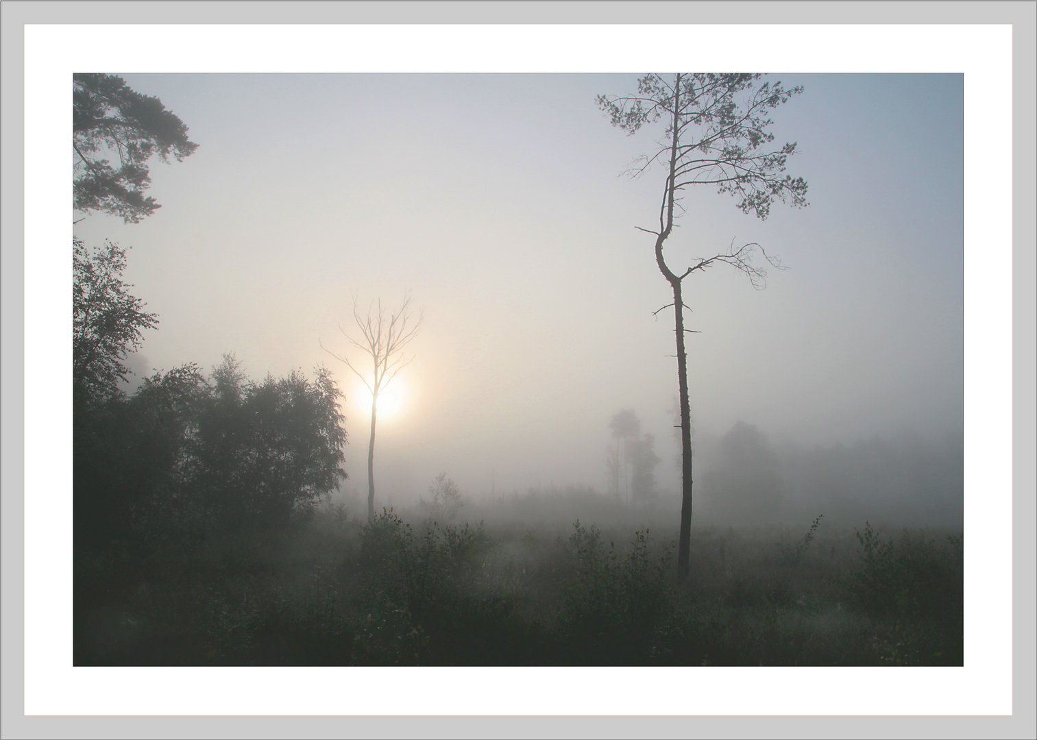  Nebel im Moor