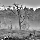 Nebel im Moor