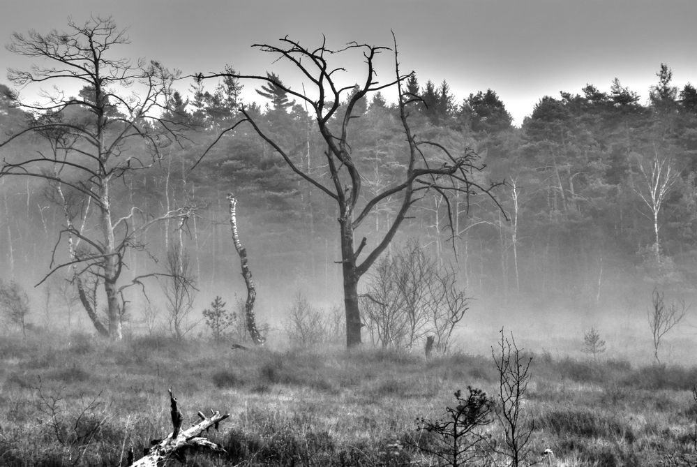 Nebel im Moor