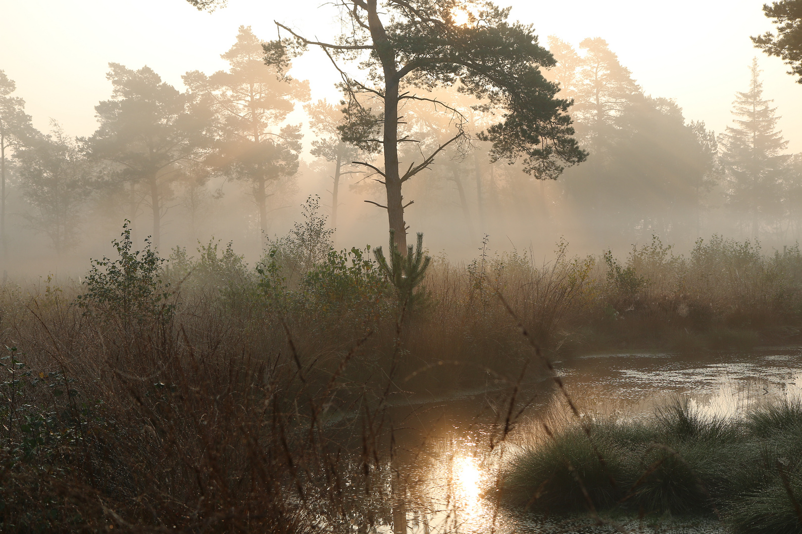 Nebel im Moor