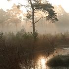 Nebel im Moor