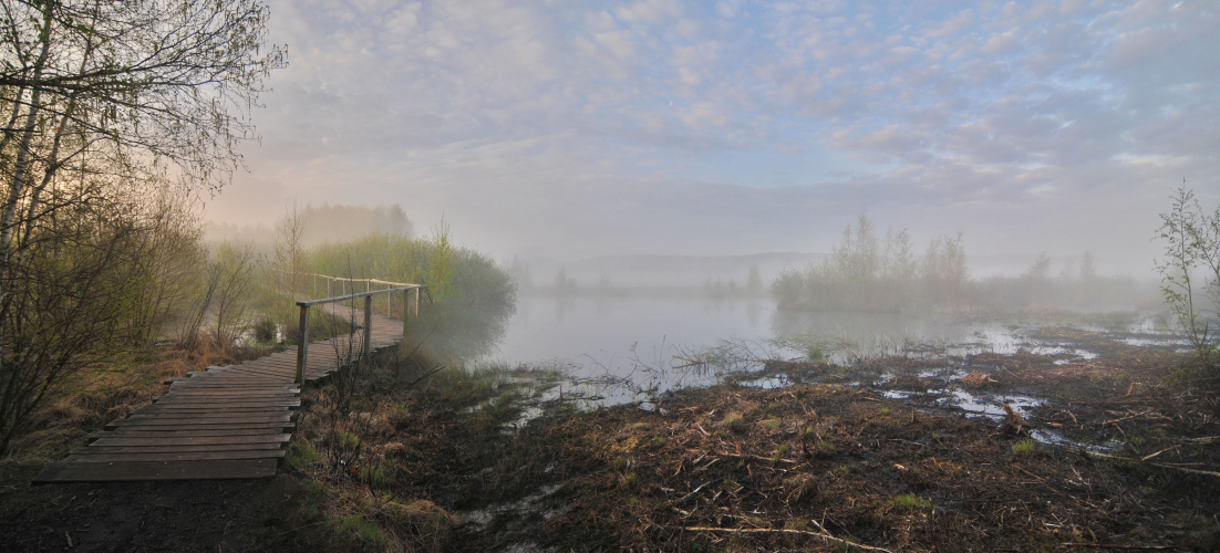 Nebel im Moor