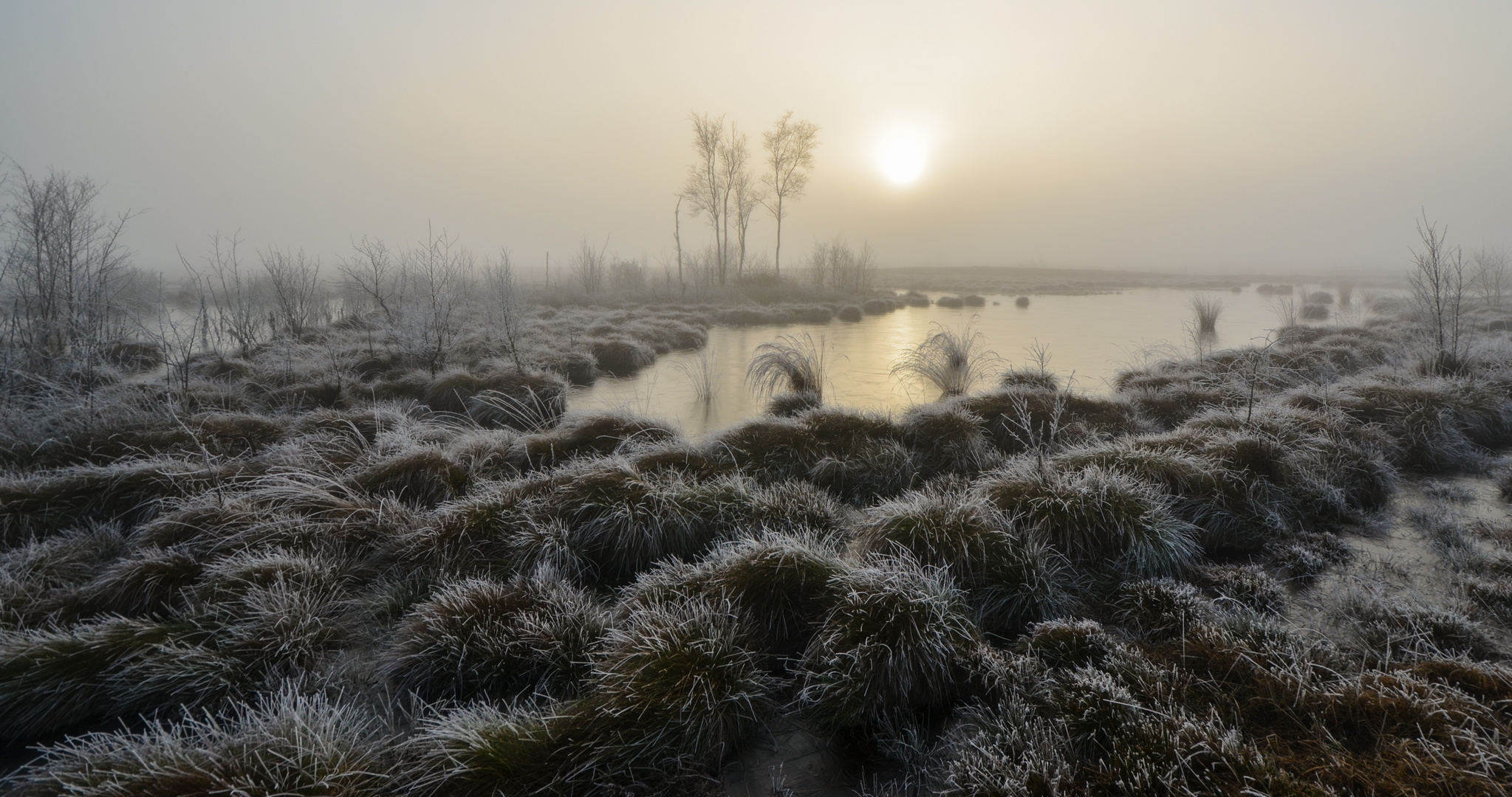 Nebel im Moor