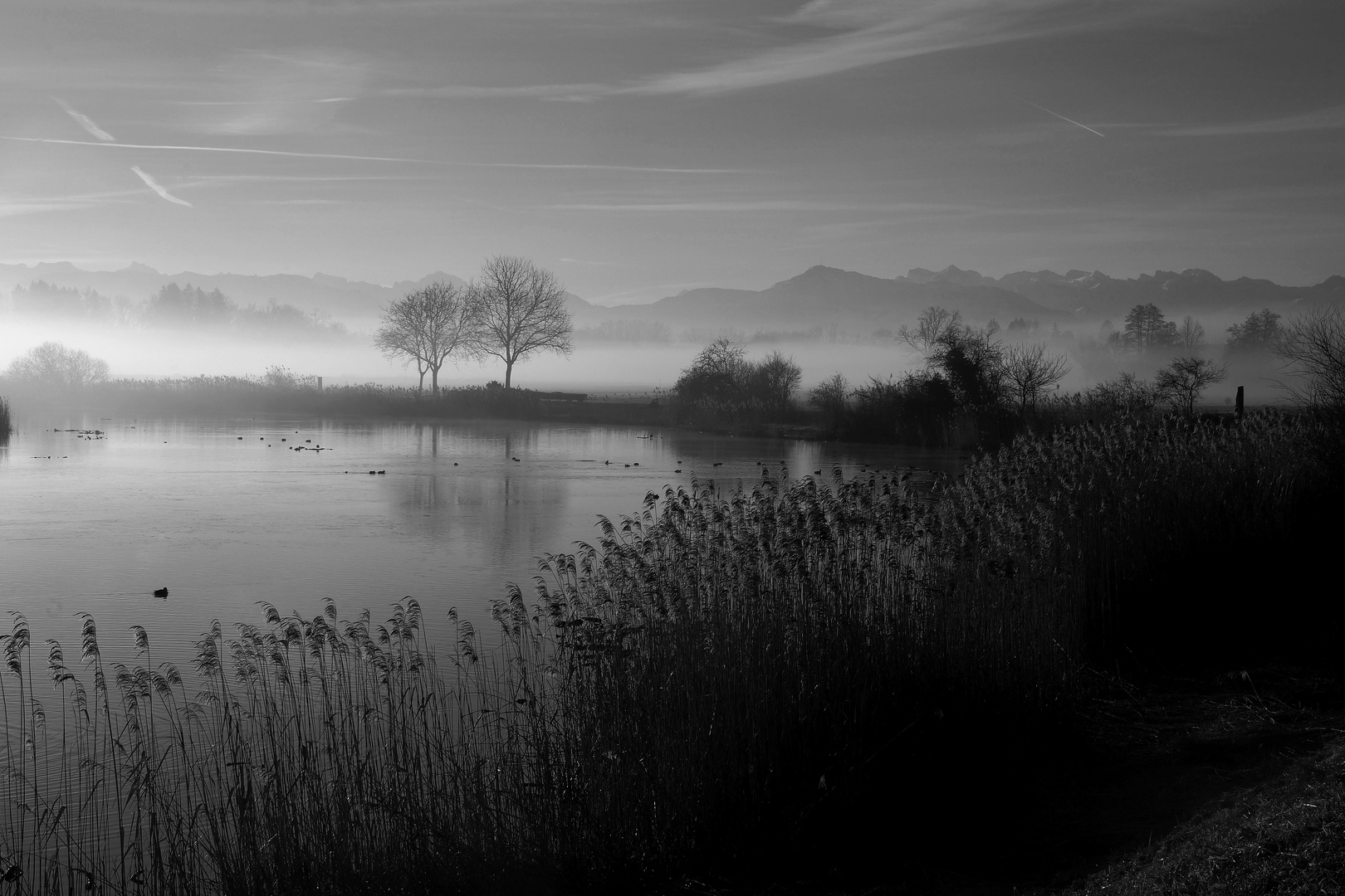 Nebel im Moor